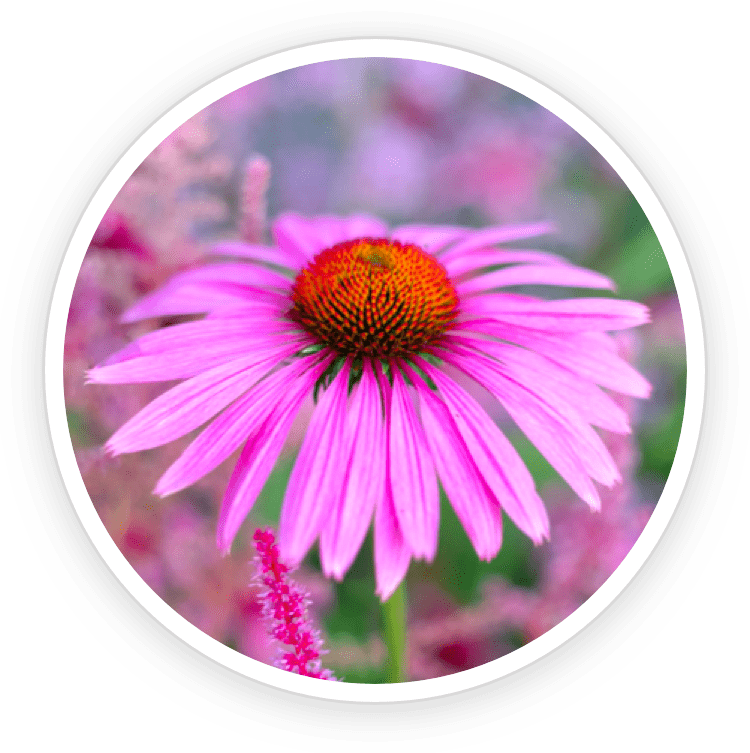 Close-up image of Echinacea ingredient in Sonofit dietary supplement